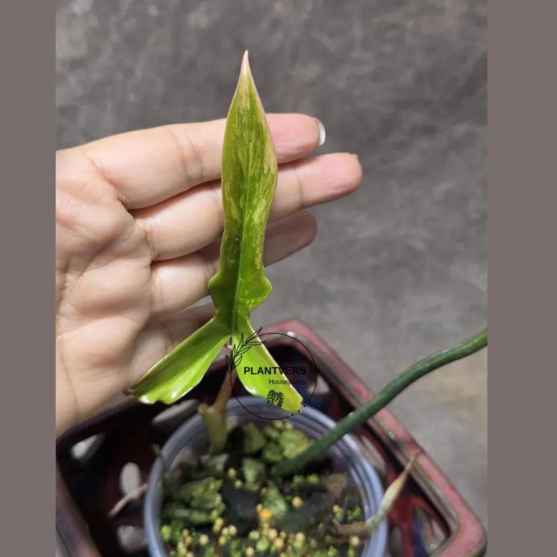 Philodendron Florida Beauty x Tortum Extremely Rare Plant Exact Pot - Cream, White Variegation Super Rare Collector EXACT Plant