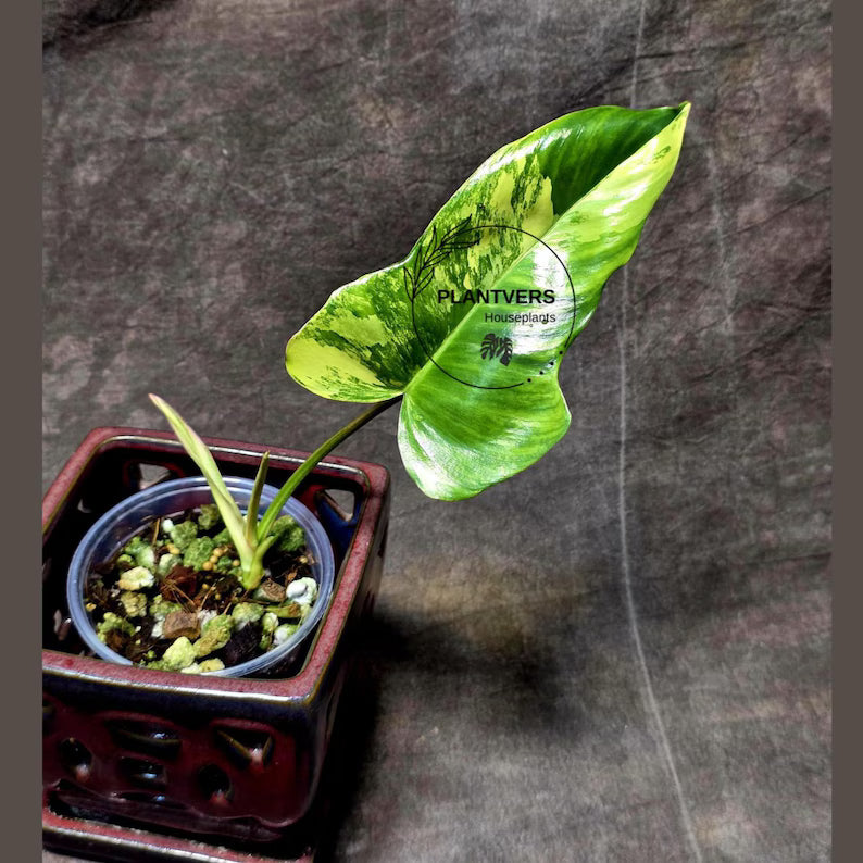 Philodendron Florida Beauty x Paraiso Verde in a Nursery Pot - Variegation Super Rare Collector EXACT Plant - Gift Plant - US Seller