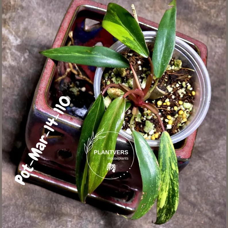 Variegated Philodendron Strawberry Shake - Rare Collector Plant - EXACT Plant - US Seller