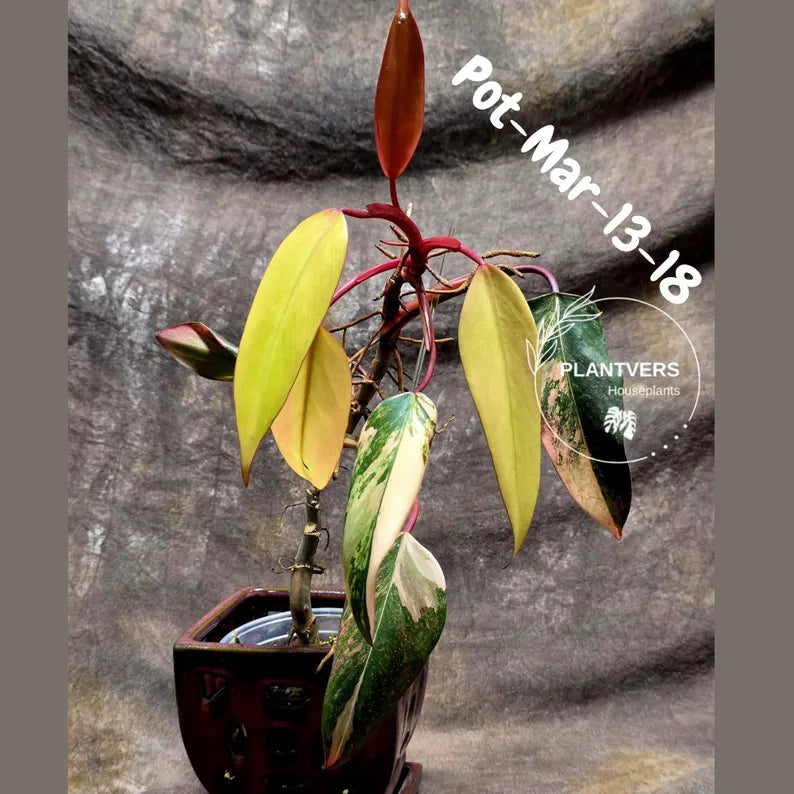Variegated Philodendron Strawberry Shake - Rare Collector Plant - EXACT Plant - US Seller