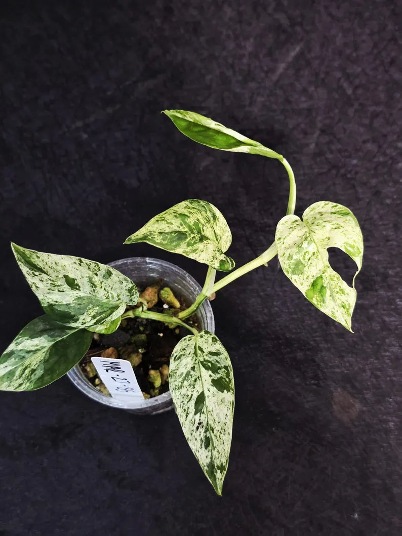 RARE Variegated Epipremnum Pinnatum Albo - Exact SAME Plant - US Seller