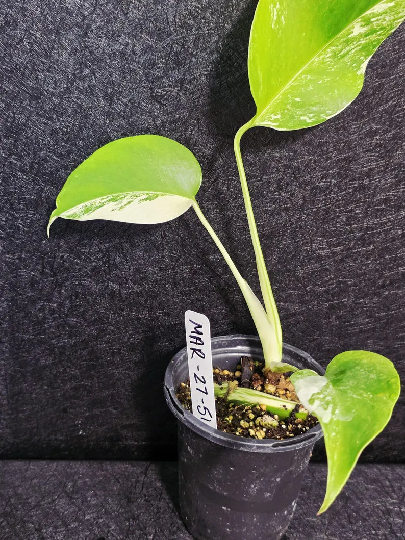 Variegated Monstera Albo - Rare White Monstera Borsigiana Baby Plant - EXACT Plant - US Seller