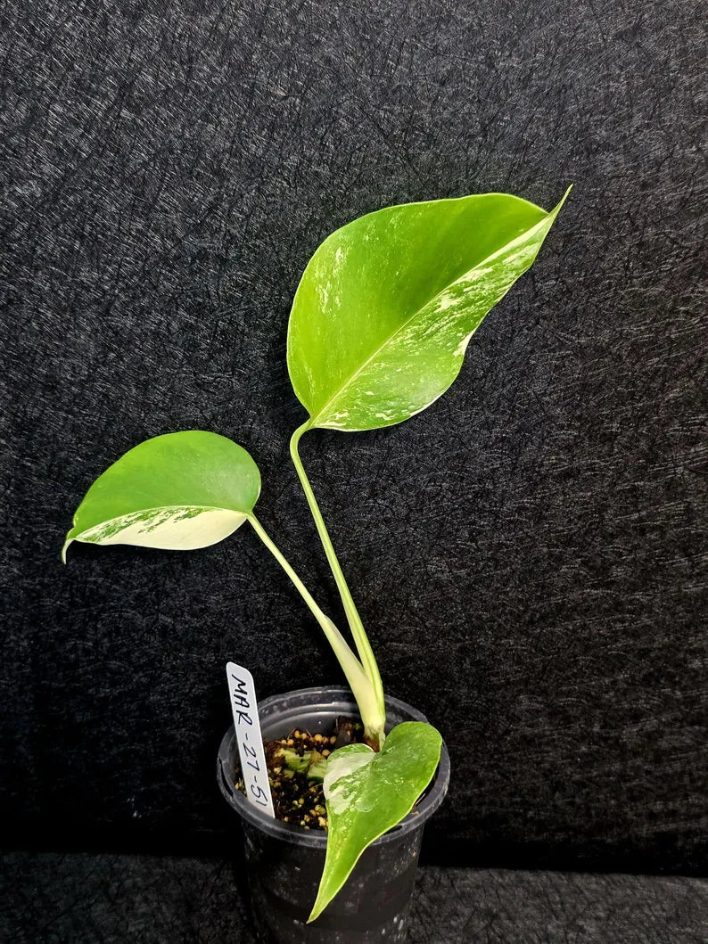 Variegated Monstera Albo - Rare White Monstera Borsigiana Baby Plant - EXACT Plant - US Seller