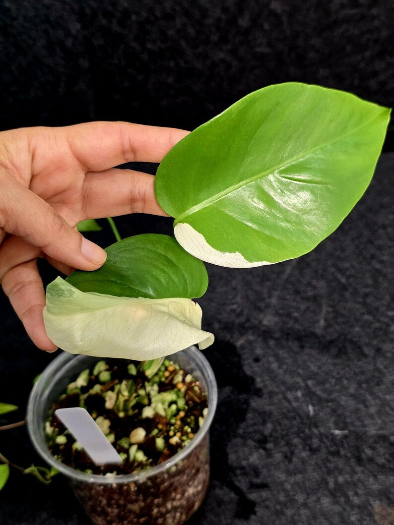 Variegated Monstera Albo - Rare White Monstera Borsigiana Baby Plant - EXACT Plant - US Seller