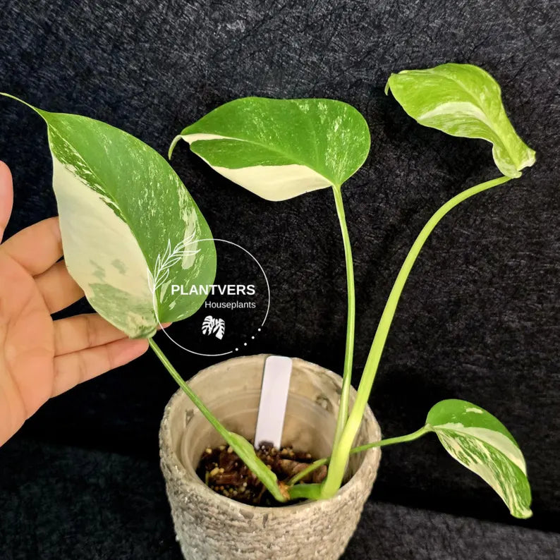 Variegated Monstera Albo - Rare White Monstera Borsigiana Baby Plant - EXACT Plant - US Seller