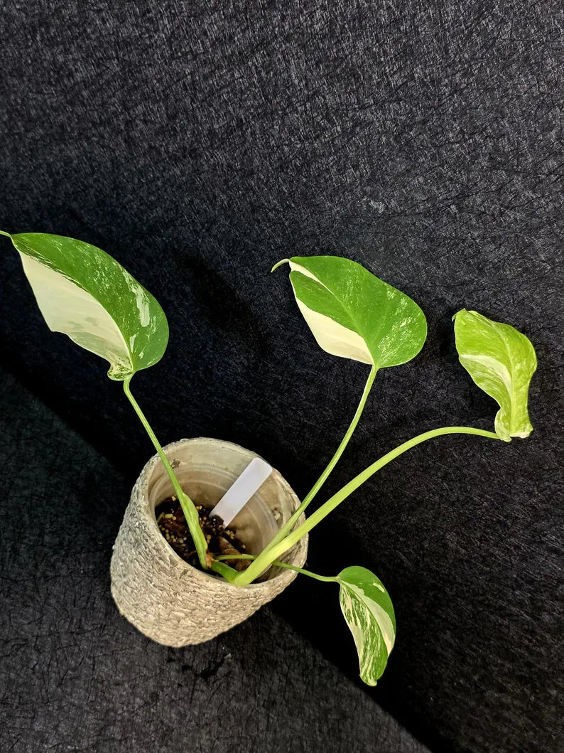 Variegated Monstera Albo - Rare White Monstera Borsigiana Baby Plant - EXACT Plant - US Seller