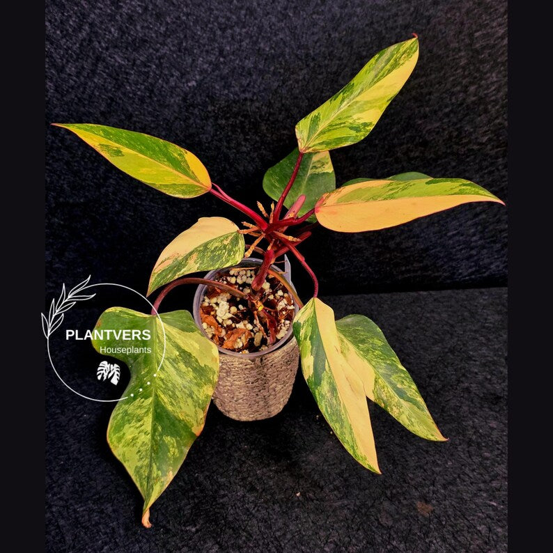 Variegated Philodendron Strawberry Shake Live Plant - Rare Collector Plant - EXACT Plant - US Seller