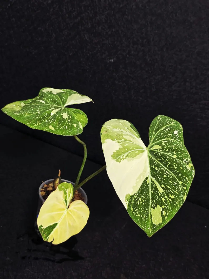 Aroid Plants