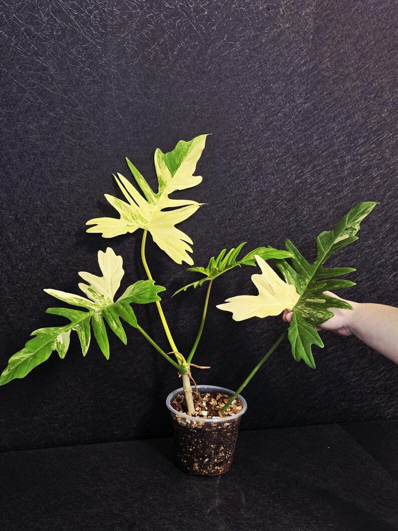 Variegated Philodendron Florida Beauty x Mayoi - Super Rare Plant - Exact Same Plant - US Seller