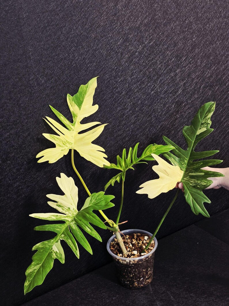 Variegated Philodendron Florida Beauty x Mayoi - Super Rare Plant - Exact Same Plant - US Seller
