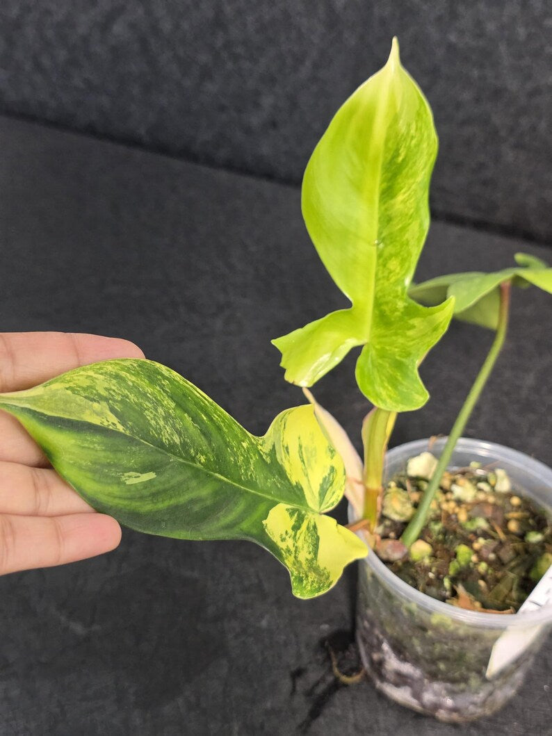 Variegated Philodendron Florida Beauty - Rare Variegated Aroid Live Plant - Climbing Indoor Houseplant - Exotic Collector Plant - US Seller