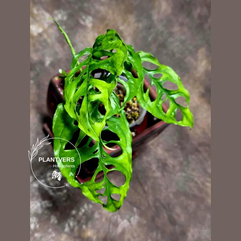 RARE Monstera Obliqua Peru - Live Rare Houseplants - Collectors Plant - Exact Same Plant - US Seller