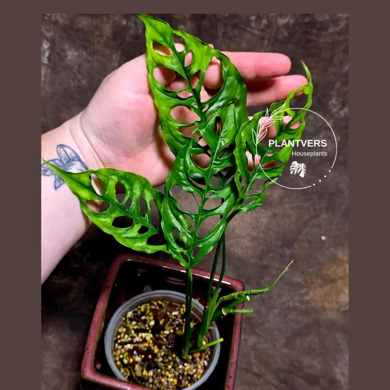 RARE Monstera Obliqua Peru - Live Rare Houseplants - Collectors Plant - Exact Same Plant - US Seller