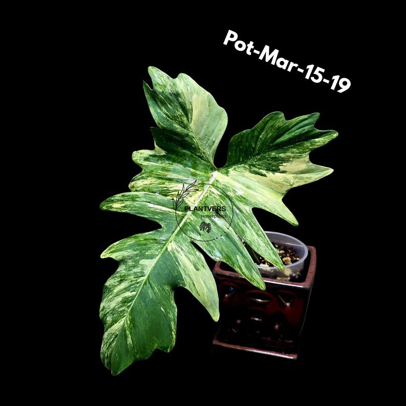 Variegated Philodendron Florida Beauty x Mayoi Exact Plant - Super RARE Live Plants - Stunning Hybrid Aroid with Marbled Foliage - US Seller