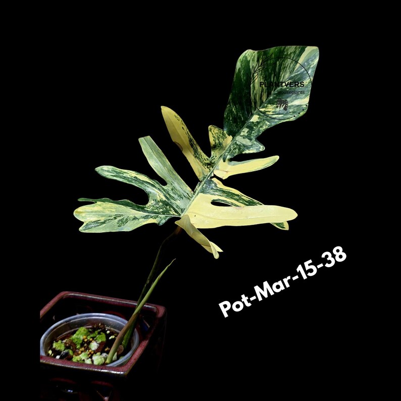 Variegated Philodendron Florida Beauty x Mayoi Exact Plant - Super RARE Live Plants - Stunning Hybrid Aroid with Marbled Foliage - US Seller