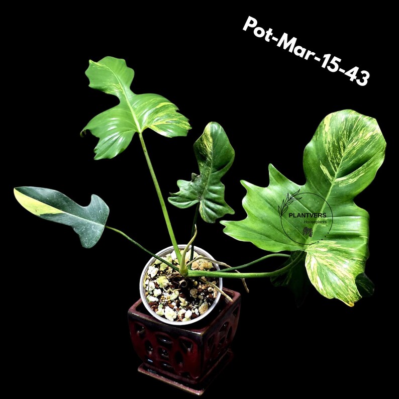 Variegated Philodendron Florida Beauty x Mayoi Exact Plant - Super RARE Live Plants - Stunning Hybrid Aroid with Marbled Foliage - US Seller