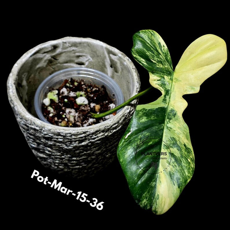 Variegated Philodendron Florida Beauty x Mayoi Exact Plant - Super RARE Live Plants - Stunning Hybrid Aroid with Marbled Foliage - US Seller