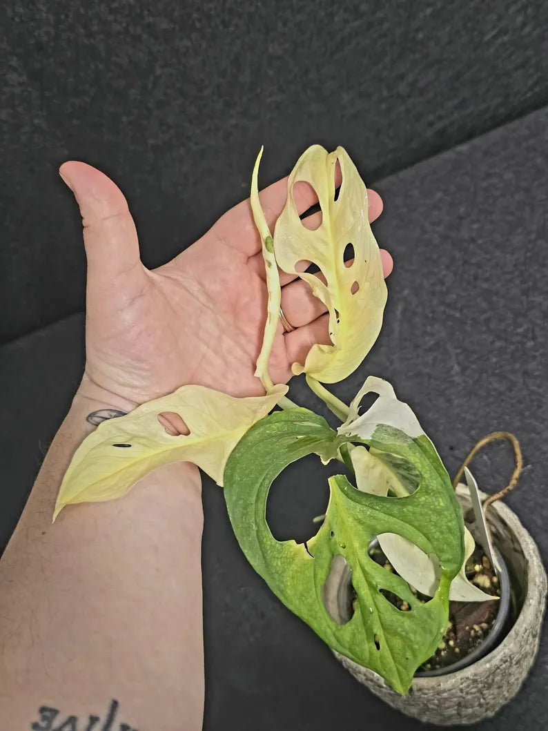 Variegated Monstera Adansonii Albo - Rare Swiss Cheese EXACT Same Plant - US Seller
