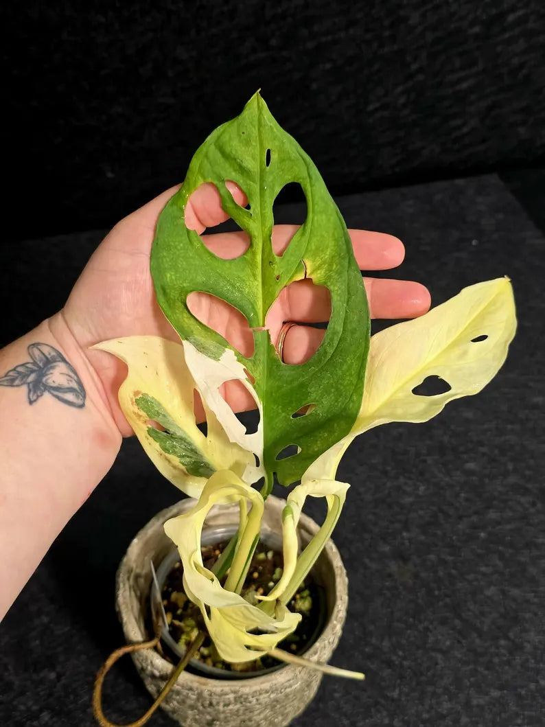 Variegated Monstera Adansonii Albo - Rare Swiss Cheese EXACT Same Plant - US Seller