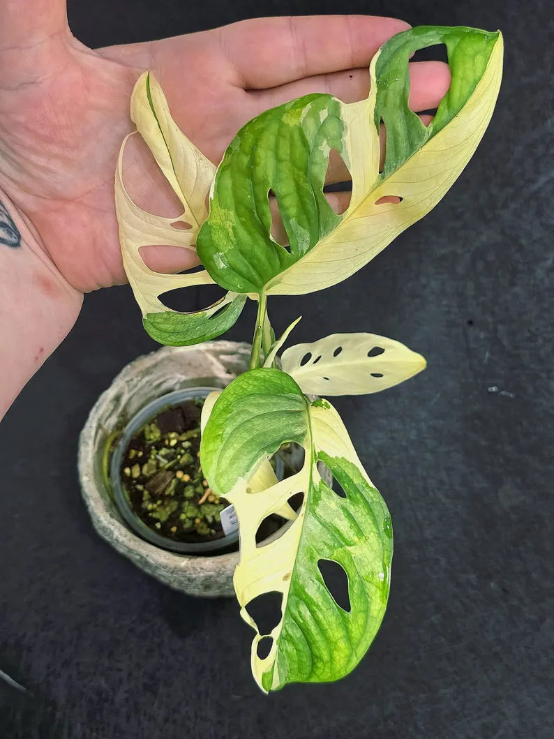 Variegated Monstera Adansonii Albo - Rare Swiss Cheese EXACT Same Plant - US Seller