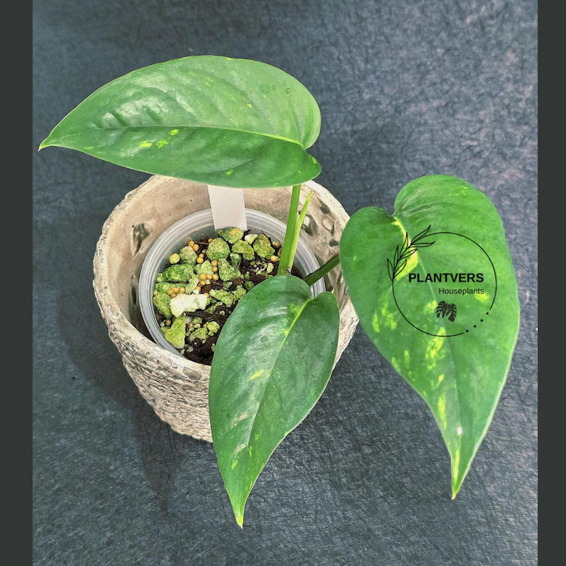 Variegated Epipremnum Yellow Golden Flame - Collector Rare Exact Plant - Pet Friendly Plants - US Seller