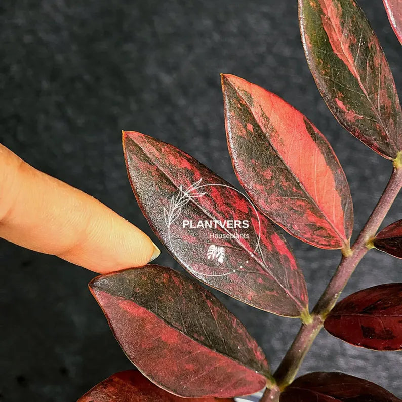 Rare Variegated Pink Raven ZZ Plant Cutting UNROOTED - Zamioculcas Zamiifolia Raven Variegata - Exotic Black & Pink Plant - US Seller