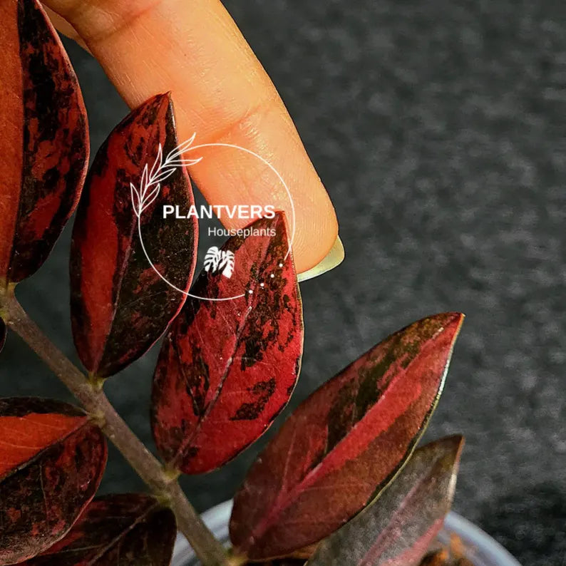 Rare Variegated Pink Raven ZZ Plant Cutting UNROOTED - Zamioculcas Zamiifolia Raven Variegata - Exotic Black & Pink Plant - US Seller