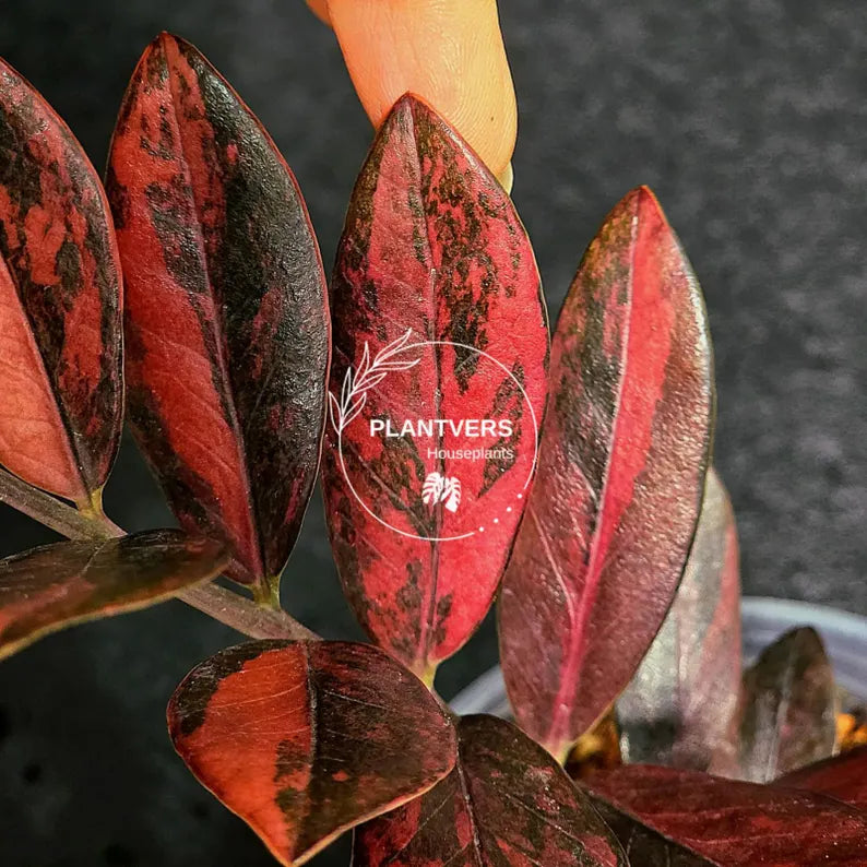 Rare Variegated Pink Raven ZZ Plant Cutting UNROOTED - Zamioculcas Zamiifolia Raven Variegata - Exotic Black & Pink Plant - US Seller