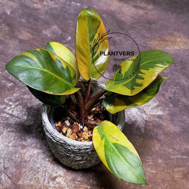 Variegated Black Cardinal Philodendron Live Plant - EXTREMELY Rare Collector Plant - Very Hard to come by - Indoor Plant - US Seller