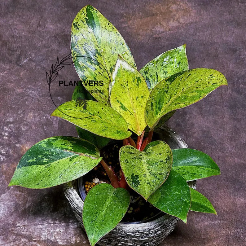 Philodendron Red Congo Variegated Live Plant - Red Congo Mint Hybrid Indoor Outdoor Gardening Super Rare Plants - Hard to Come By -US Seller