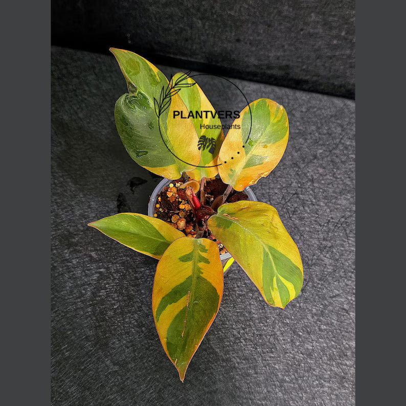 Variegated Black Cardinal Philodendron Live Plant - EXTREMELY Rare Collector Plant - Very Hard to come by - Indoor Plant - US Seller