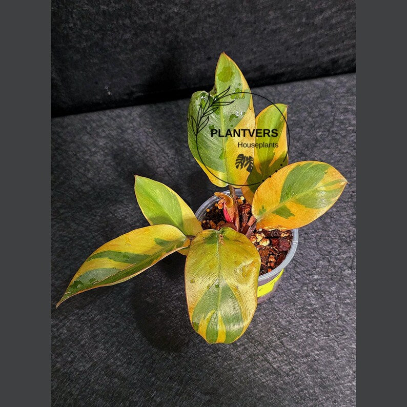 Variegated Black Cardinal Philodendron Live Plant - EXTREMELY Rare Collector Plant - Very Hard to come by - Indoor Plant - US Seller