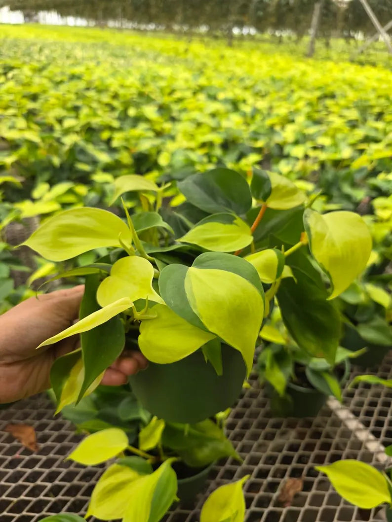 Philodendron Brasil Plant in 5β Hanging Basket - Variegated Heartleaf Philodendron - Trailing Indoor Plant - Easy Care Live Vine Plant