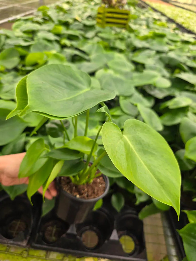 Monstera Deliciosa in 4" Pot - Swiss Cheese Plant - Indoor Tropical Houseplant - Split Leaf Plant - Easy Care Live Plant