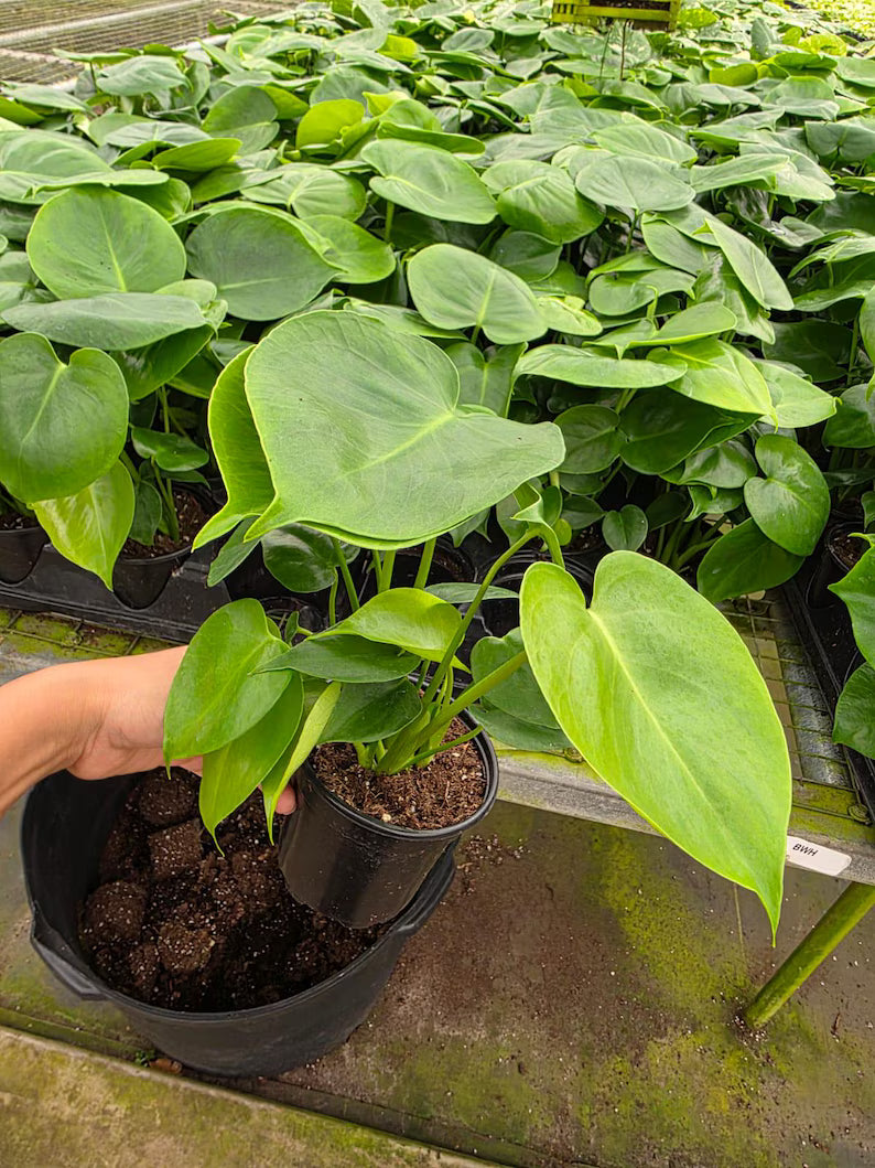 Monstera Deliciosa in 4" Pot - Swiss Cheese Plant - Indoor Tropical Houseplant - Split Leaf Plant - Easy Care Live Plant