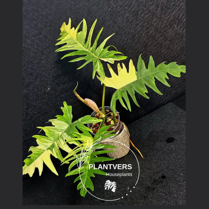 Philodendron
