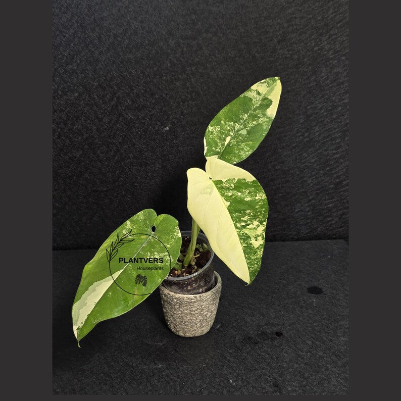 Super Rare Syngonium Chiapense Albo Variegated - Stunning Aroid - Beginners Plant - Exact SAME Plant - US Seller