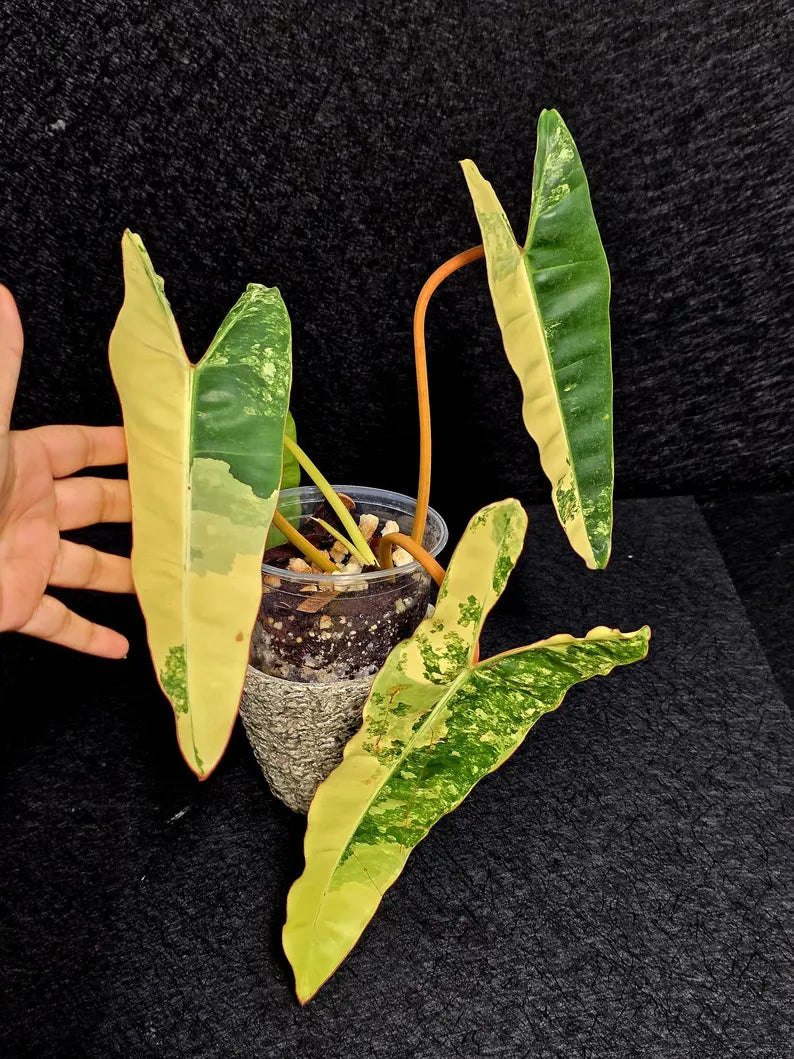 Variegated Billietiae Philodendron Live Plant - Super Rare Collector Plant - Big Leaf Rare Unique Plant - Exact Same Plant - US Seller
