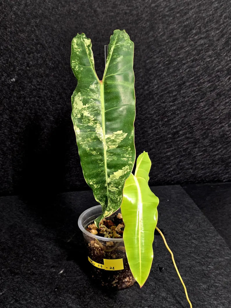 Variegated Billietiae Philodendron Live Plant - Super Rare Collector Plant - Big Leaf Rare Unique Plant - Exact Same Plant - US Seller