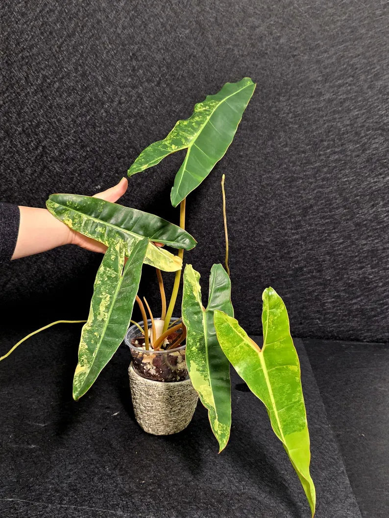 Variegated Billietiae Philodendron Live Plant - Super Rare Collector Plant - Big Leaf Rare Unique Plant - Exact Same Plant - US Seller