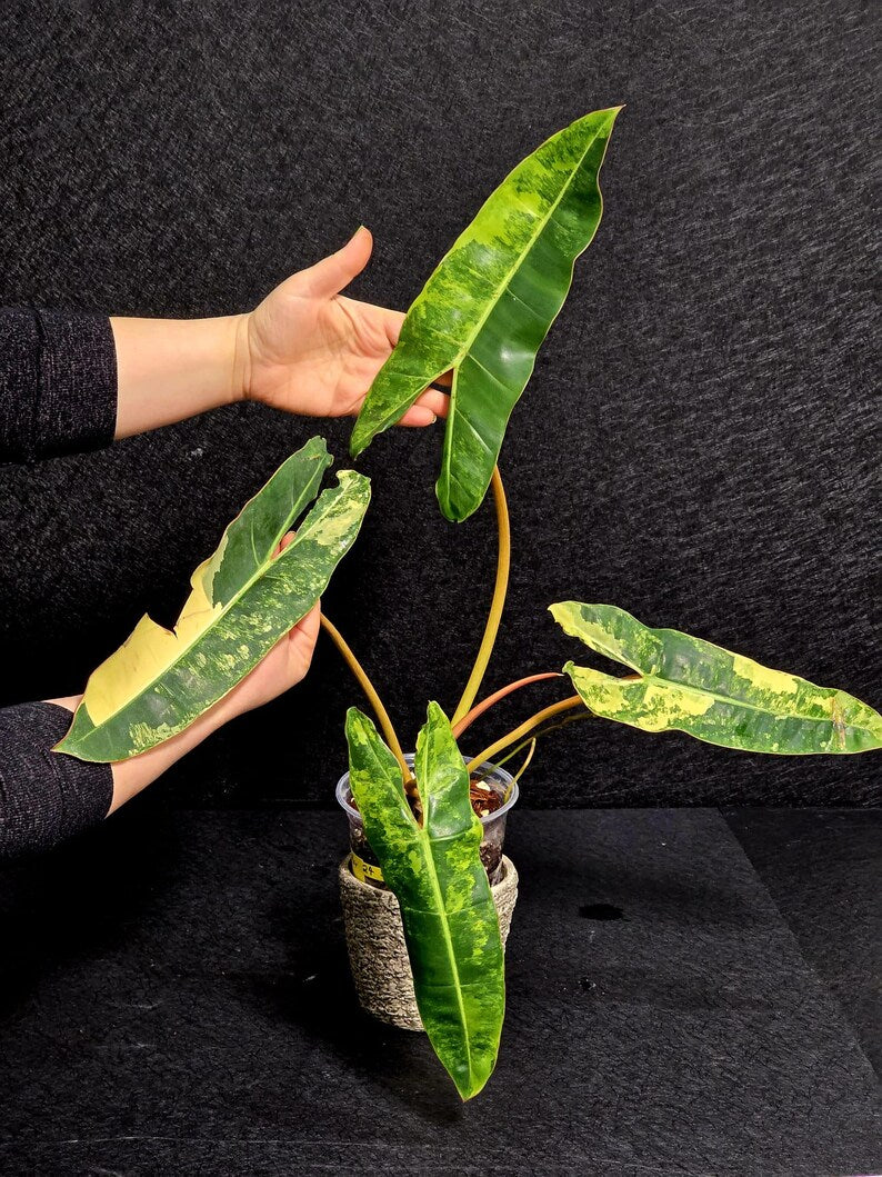 Variegated Billietiae Philodendron Live Plant - Super Rare Collector Plant - Big Leaf Rare Unique Plant - Exact Same Plant - US Seller