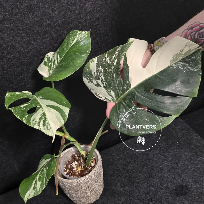 Variegated Monstera Albo - Rare White Monstera Borsigiana - EXACT Same Plant - US Seller