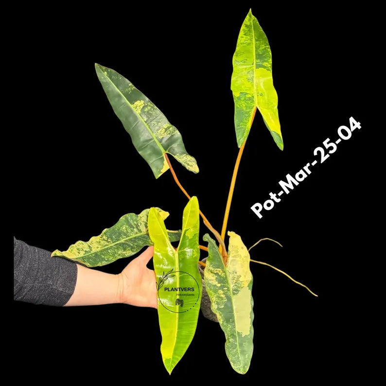 Philodendron