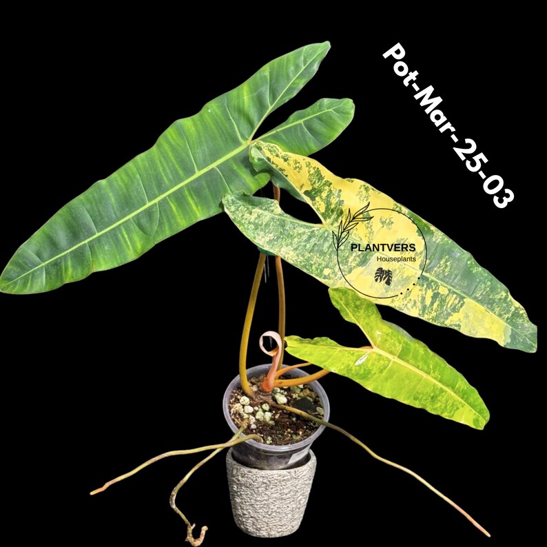 rare collector plant