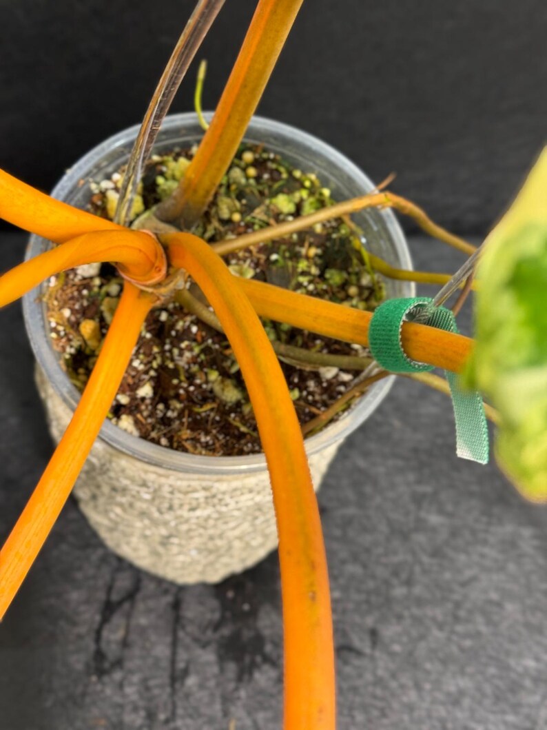Variegated Billietiae Philodendron Live Plant - Super Rare Collector Plant - Big Leaf Rare Unique Plant - Exact Same Plant - US Seller