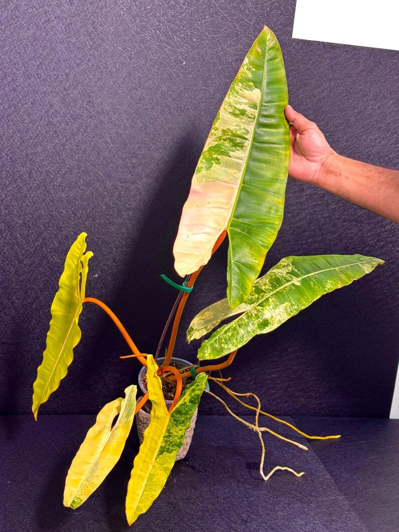 Variegated Billietiae Philodendron Live Plant - Super Rare Collector Plant - Big Leaf Rare Unique Plant - Exact Same Plant - US Seller