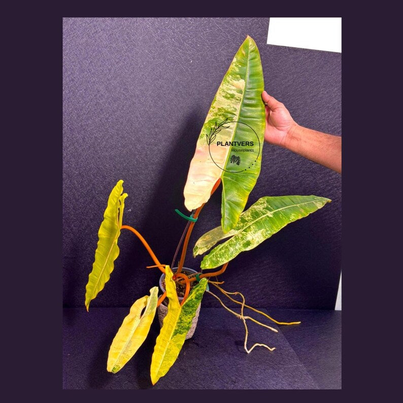 Variegated Billietiae Philodendron Live Plant - Super Rare Collector Plant - Big Leaf Rare Unique Plant - Exact Same Plant - US Seller