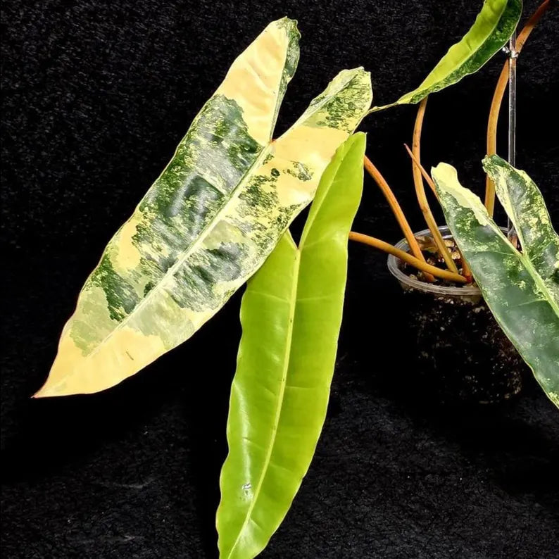 Variegated Billietiae Philodendron Live Plant - Super Rare Collector Plant - Big Leaf Rare Unique Plant - Exact Same Plant - US Seller
