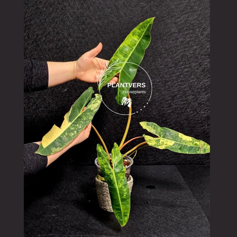 Variegated Billietiae Philodendron Live Plant - Super Rare Collector Plant - Big Leaf Rare Unique Plant - Exact Same Plant - US Seller