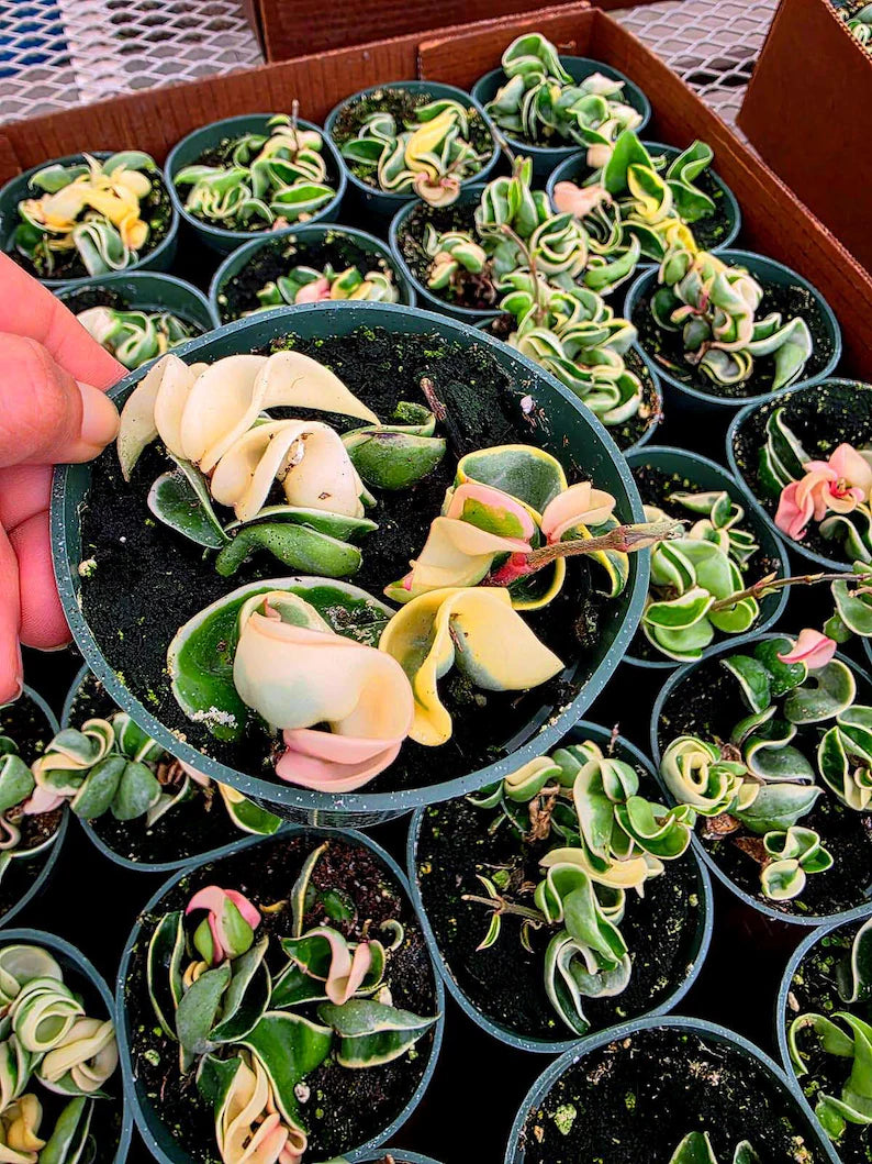 Variegated Hindu Rope Hoya in 4" Pot - Hoya Carnosa Compacta Variegata - Rare Indoor Plant - Curling Rope Plant - Gifts on SALE